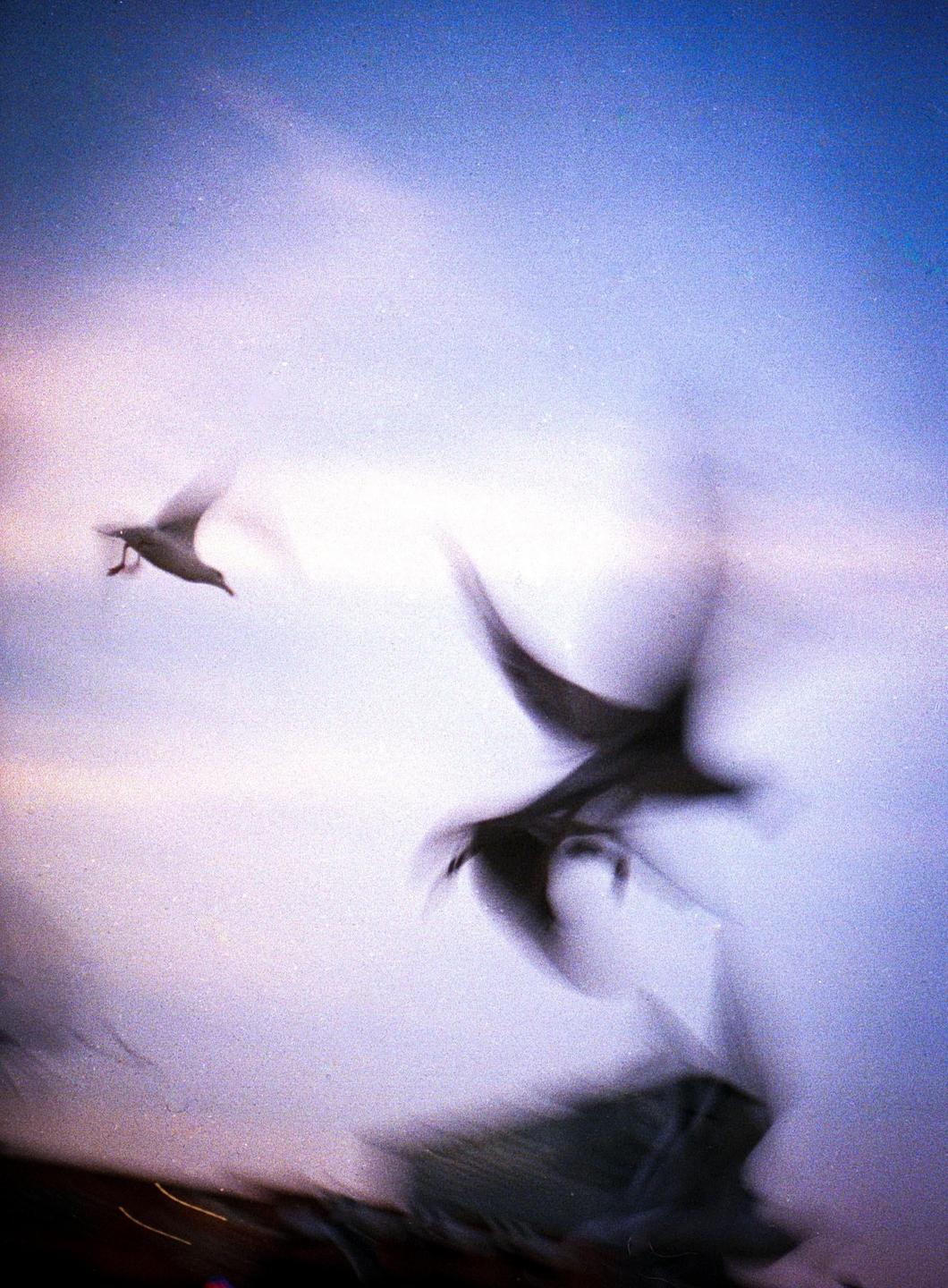 Three birds are captured in motion against a bright, hazy sky.
