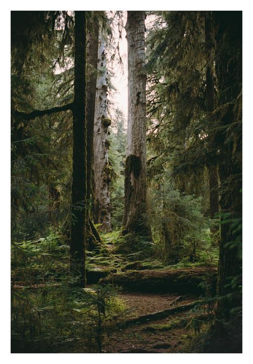 A forest path winds through a dense forest with tall trees and moss-covered ground.