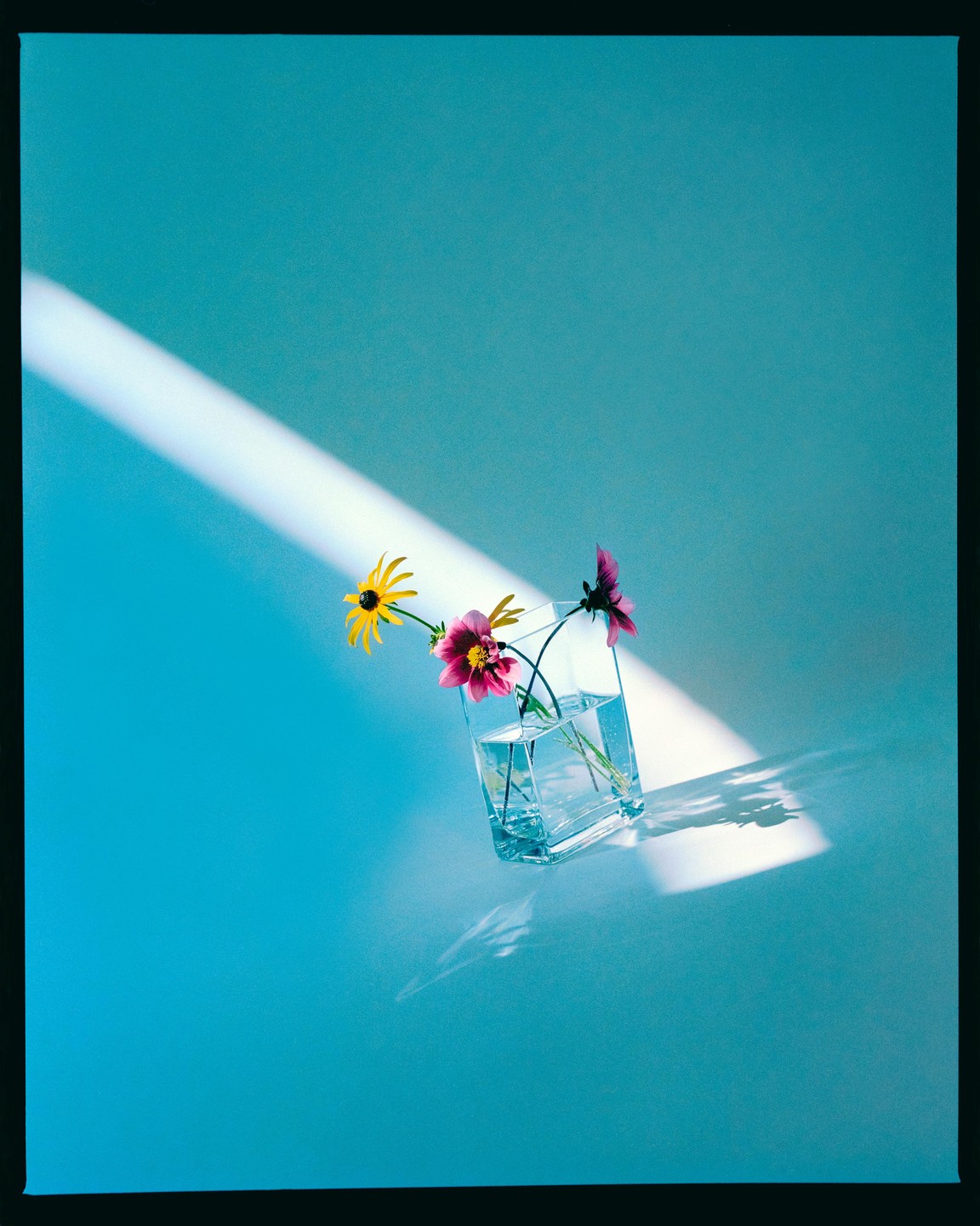 Three flowers in a glass vase are illuminated by a diagonal beam of light on a blue surface.