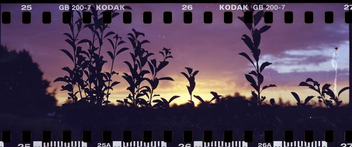 Silhouetted plants are visible against a colorful sky at dawn.