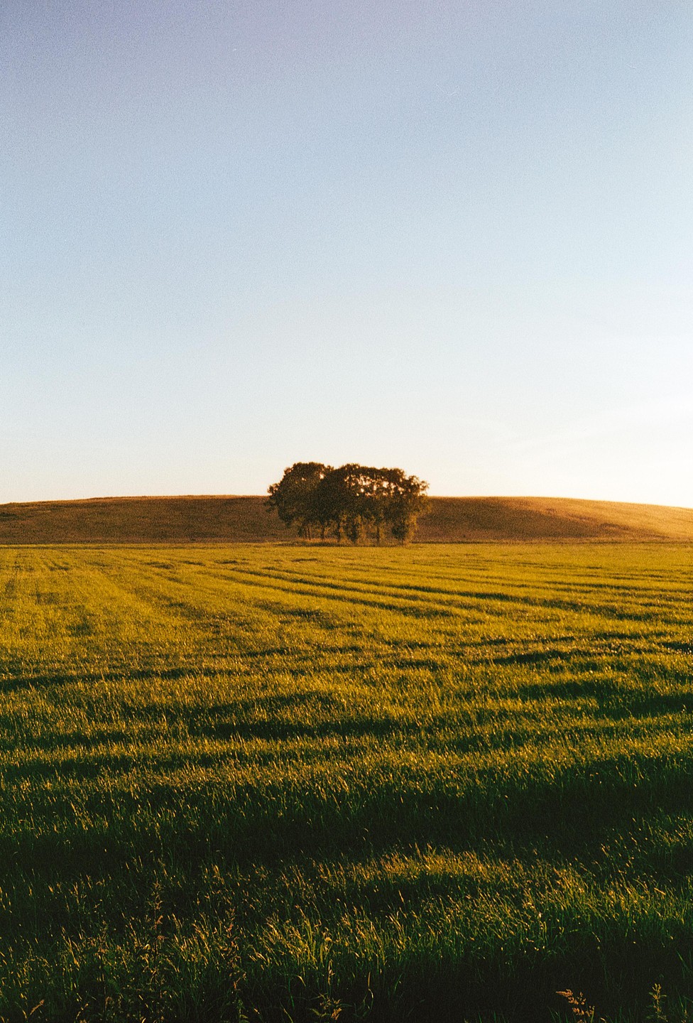 A cluster of trees stands in a green field under a clear sky, with long shadows cast across the grass.