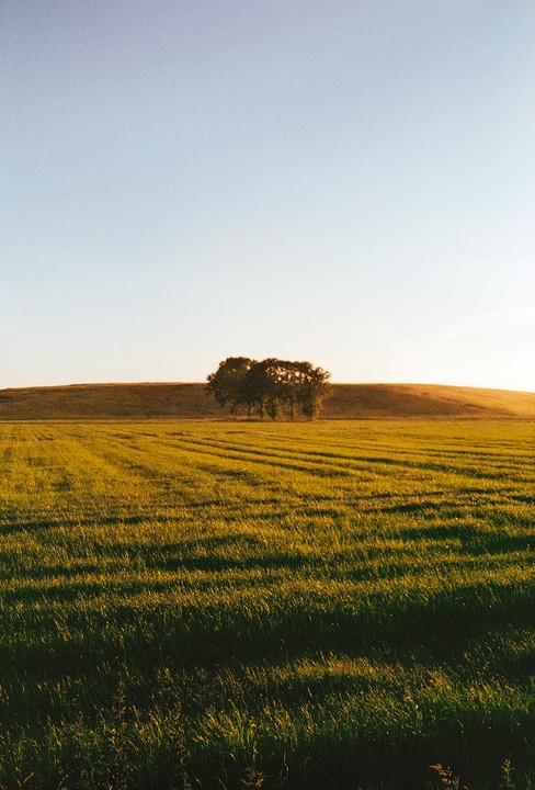 A cluster of trees stands in a green field under a clear sky, with long shadows cast across the grass.