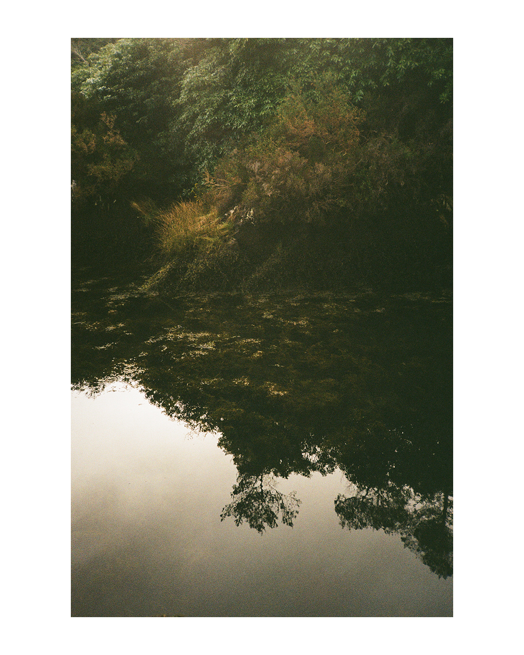 A body of water reflects the trees and foliage on its bank.