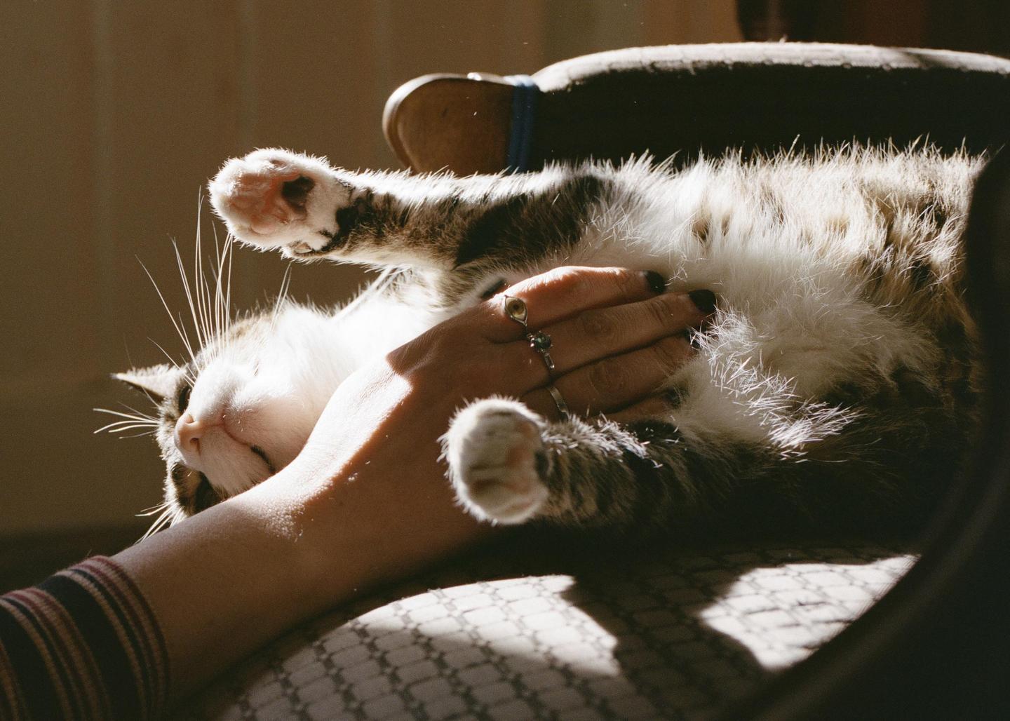 A person's hand rubs the belly of a cat lying on its back in a sunlit room.