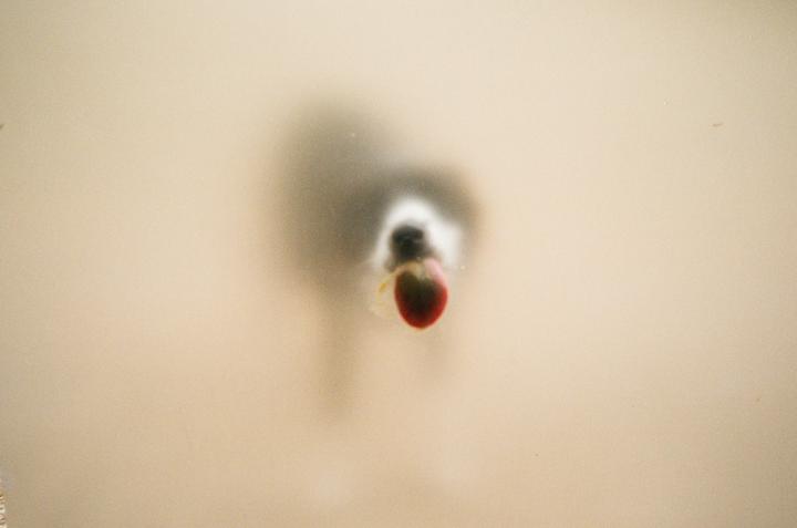 A blurry dog with a red toy in its mouth is visible through a translucent surface.