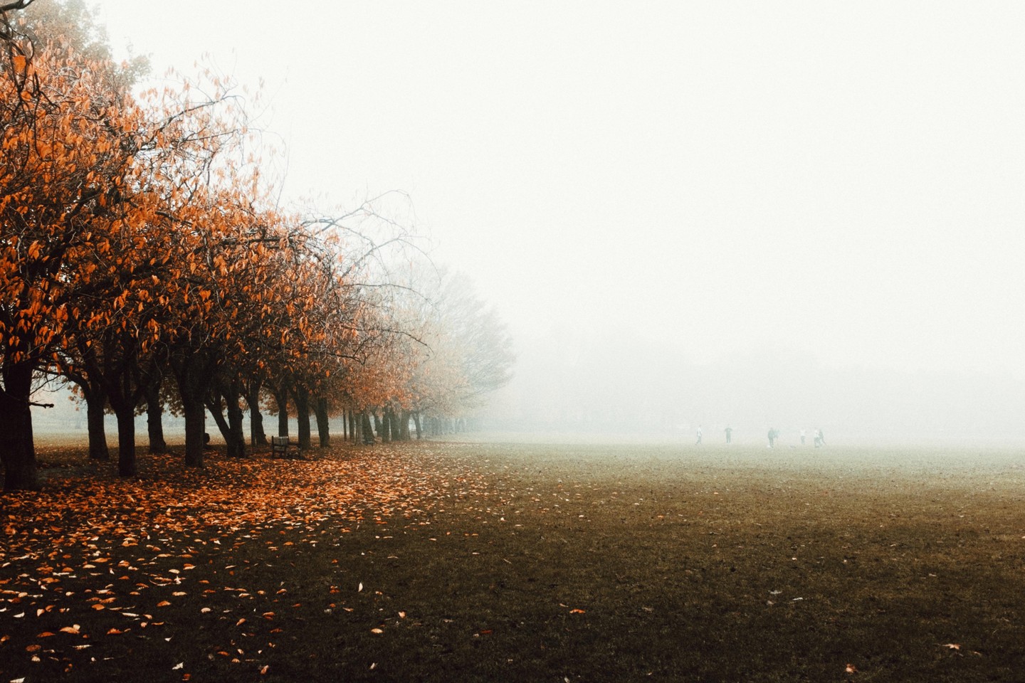 A line of trees with orange autumn foliage stands beside a grassy field where several people are visible in the fog.