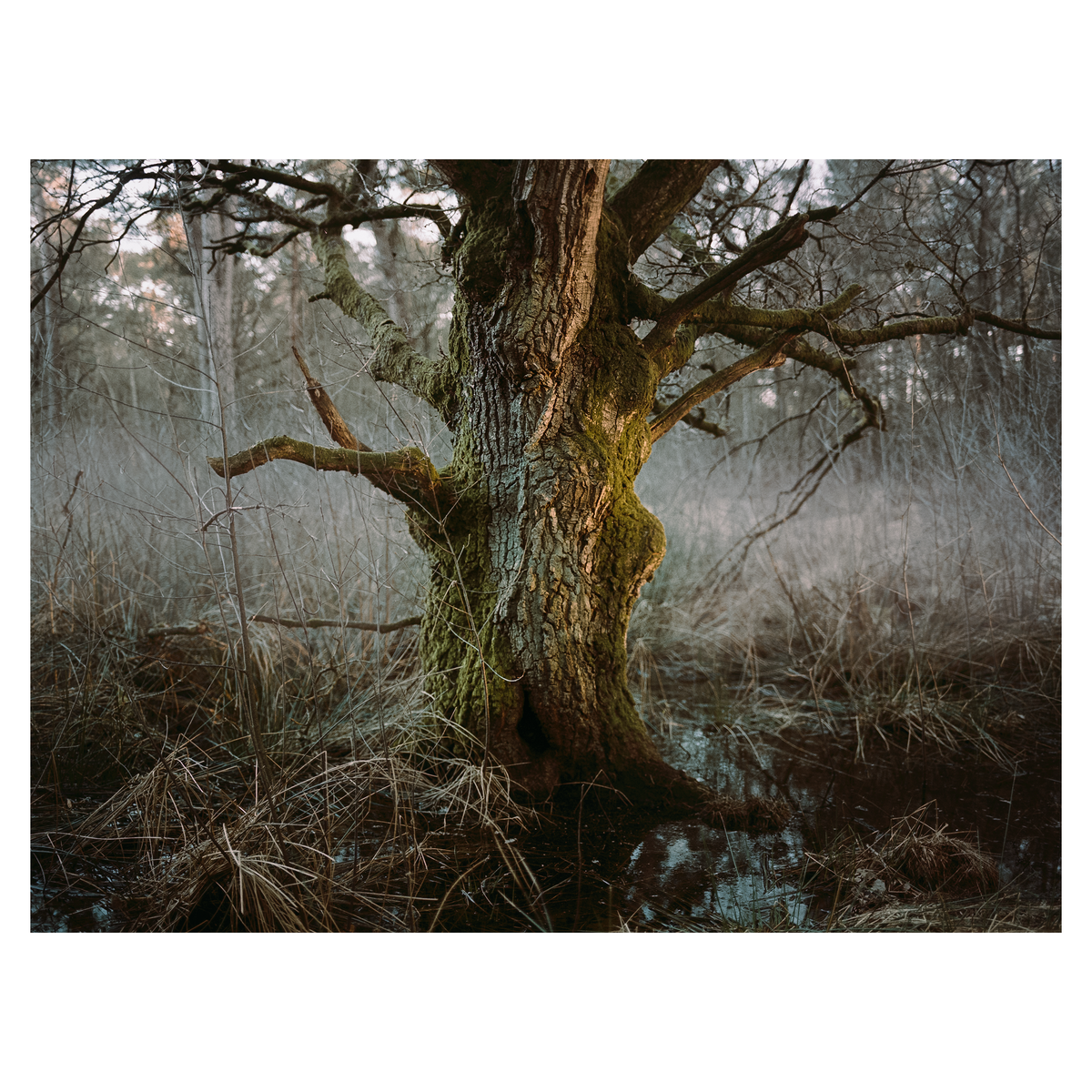 A large mossy tree trunk stands in a swamp with bare branches and dry grass.