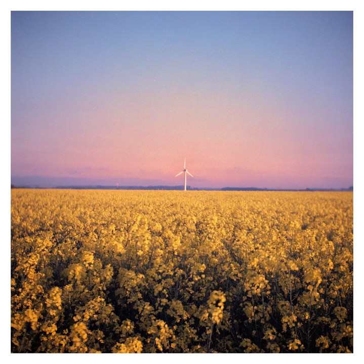 A wind turbine stands in the distance beyond a field of yellow flowers under a colorful sky.