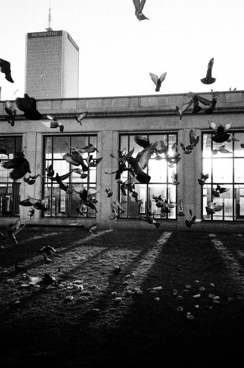 A flock of pigeons flies in front of a building with large windows, with a tall building visible in the background.