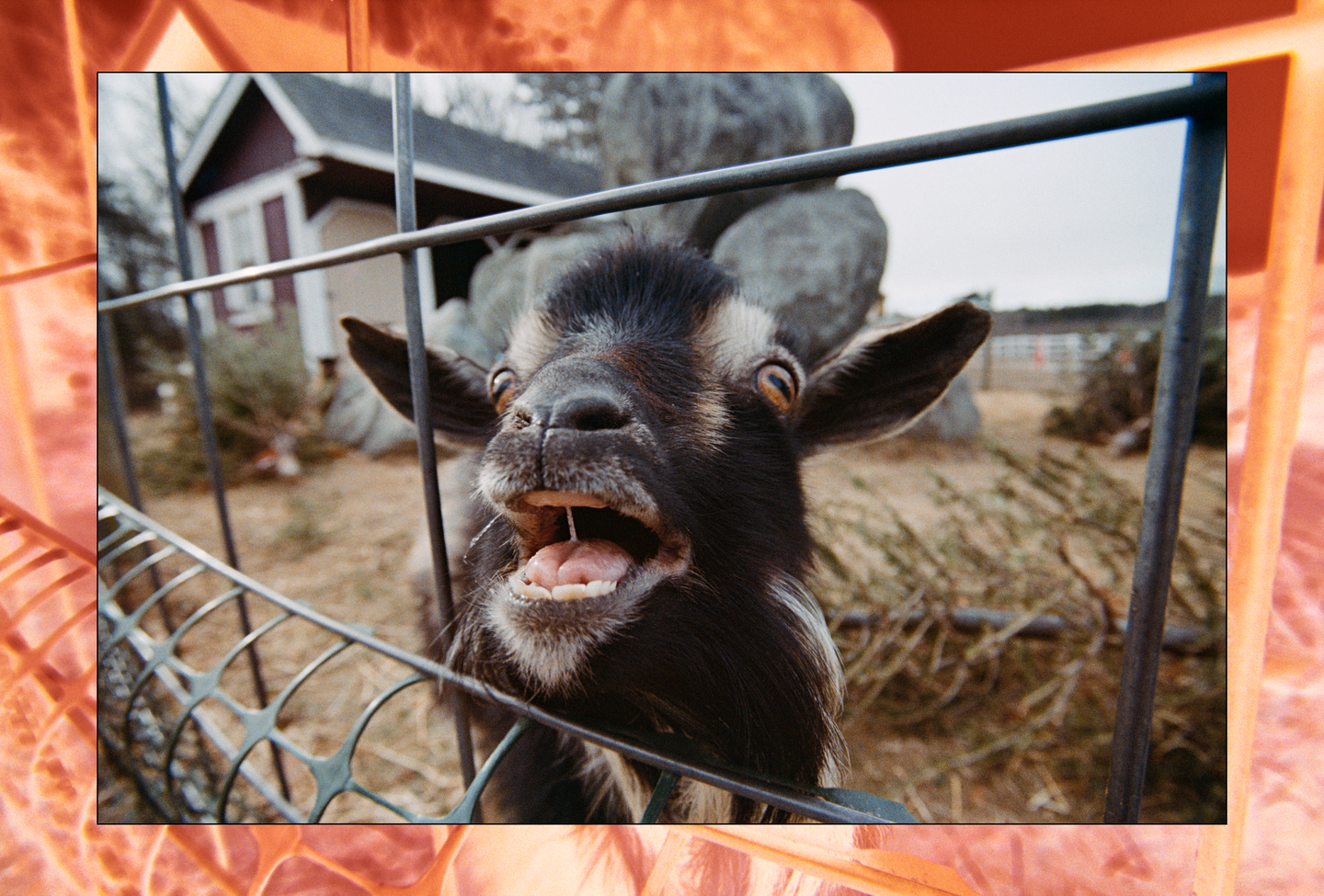 A goat with its mouth open and tongue out looks through a metal fence.
