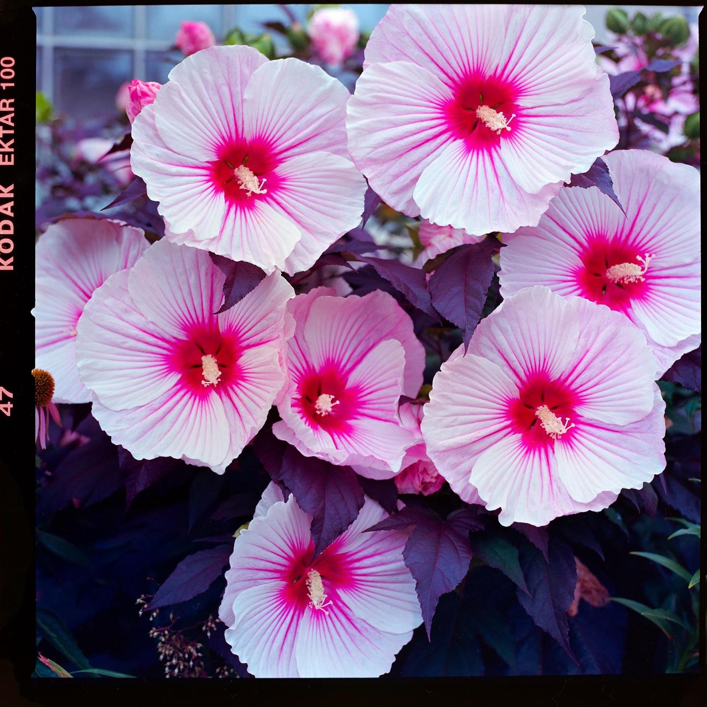 A cluster of pink and white hibiscus flowers with dark foliage is shown.