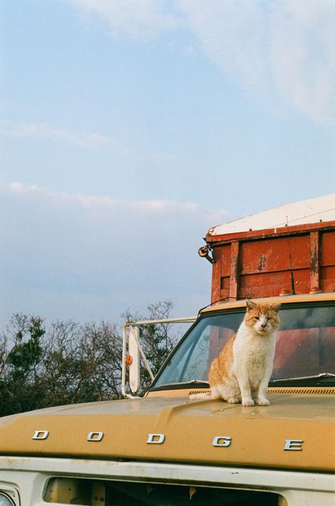 An orange and white cat sits on the hood of a yellow Dodge truck.
