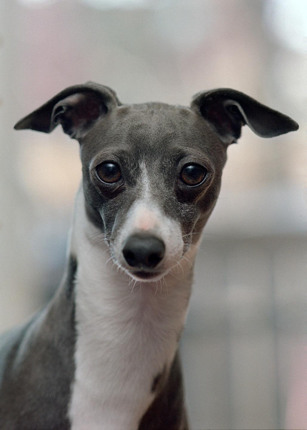 A small grey and white dog with large dark eyes looks directly at the viewer.