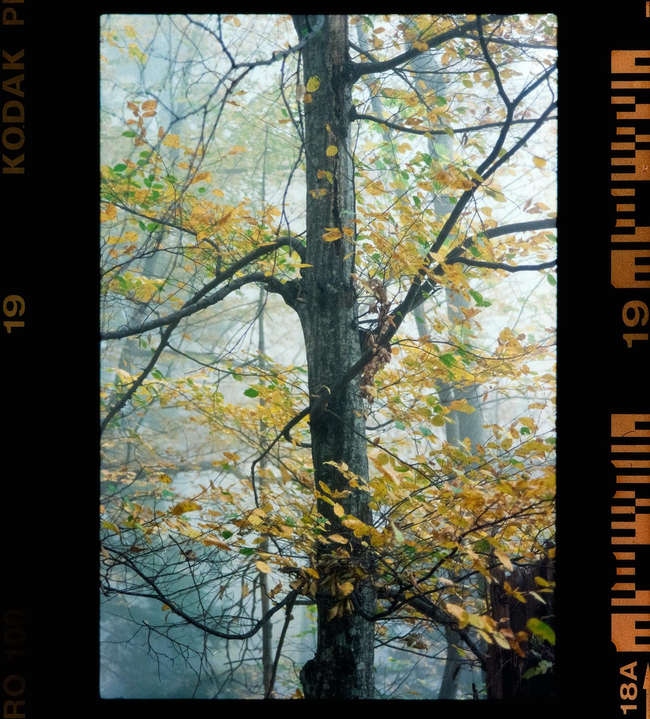 A tree with yellow and green leaves stands in a foggy forest.