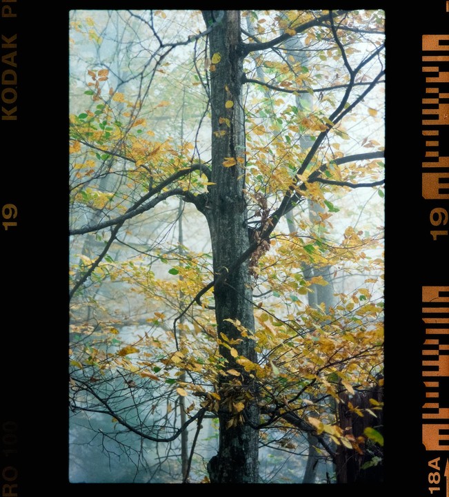 A tree with yellow and green leaves stands in a foggy forest.