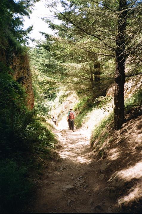 Two people walk along a sun-dappled dirt path through a forest.