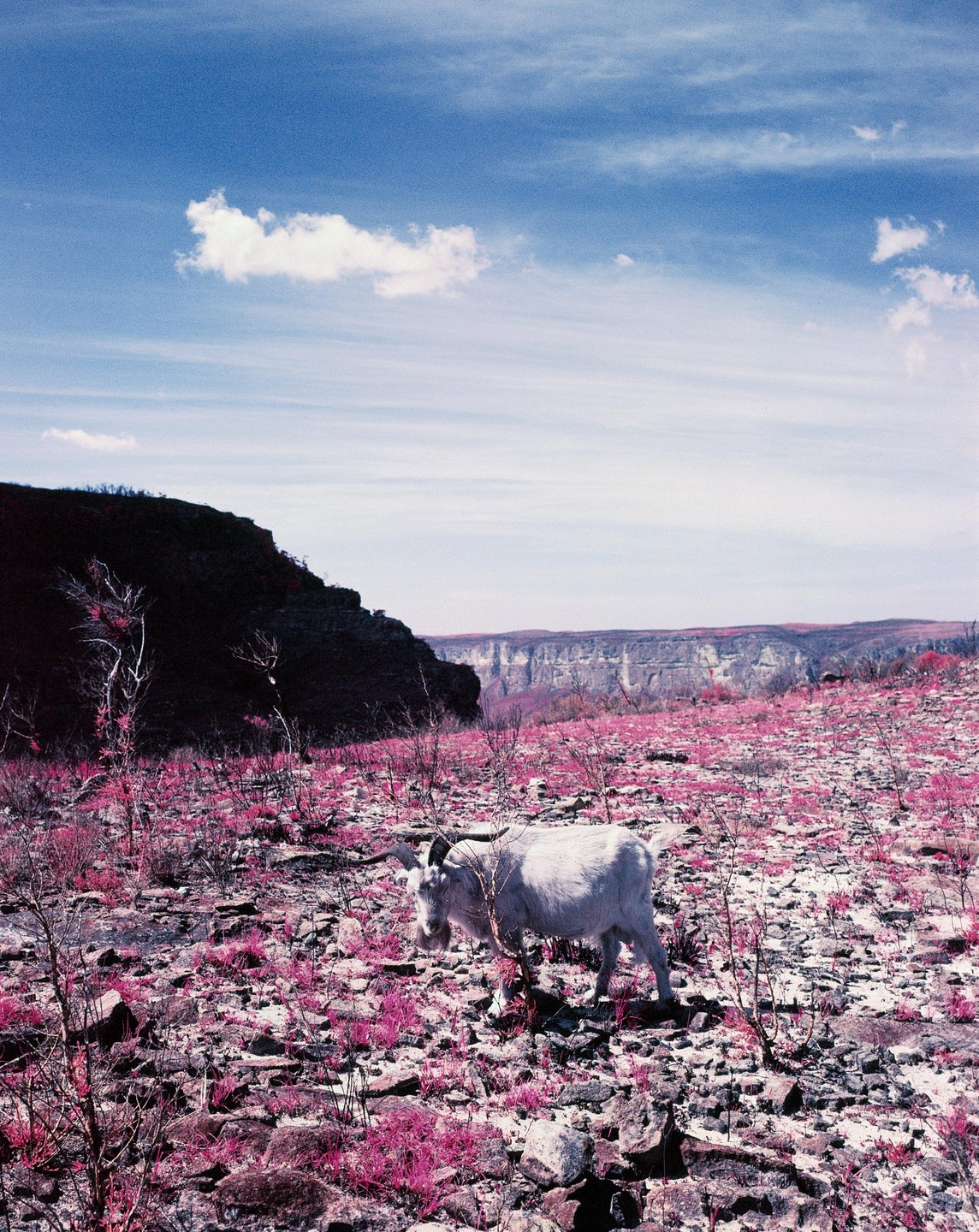 A white goat stands on a rocky, magenta-colored landscape with a cliff and mountains in the background under a blue sky.