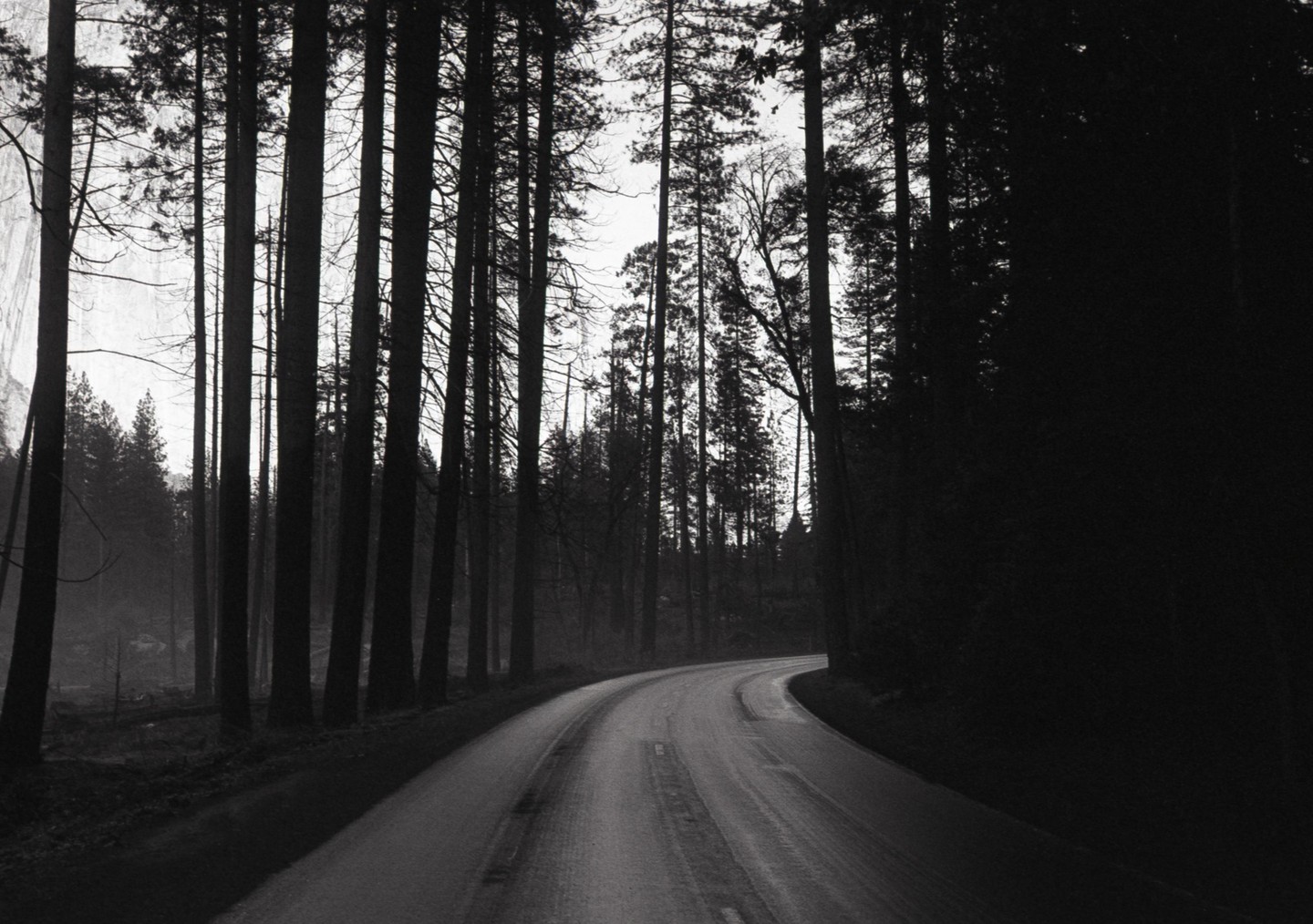 A winding road cuts through a dense forest of tall, dark trees.