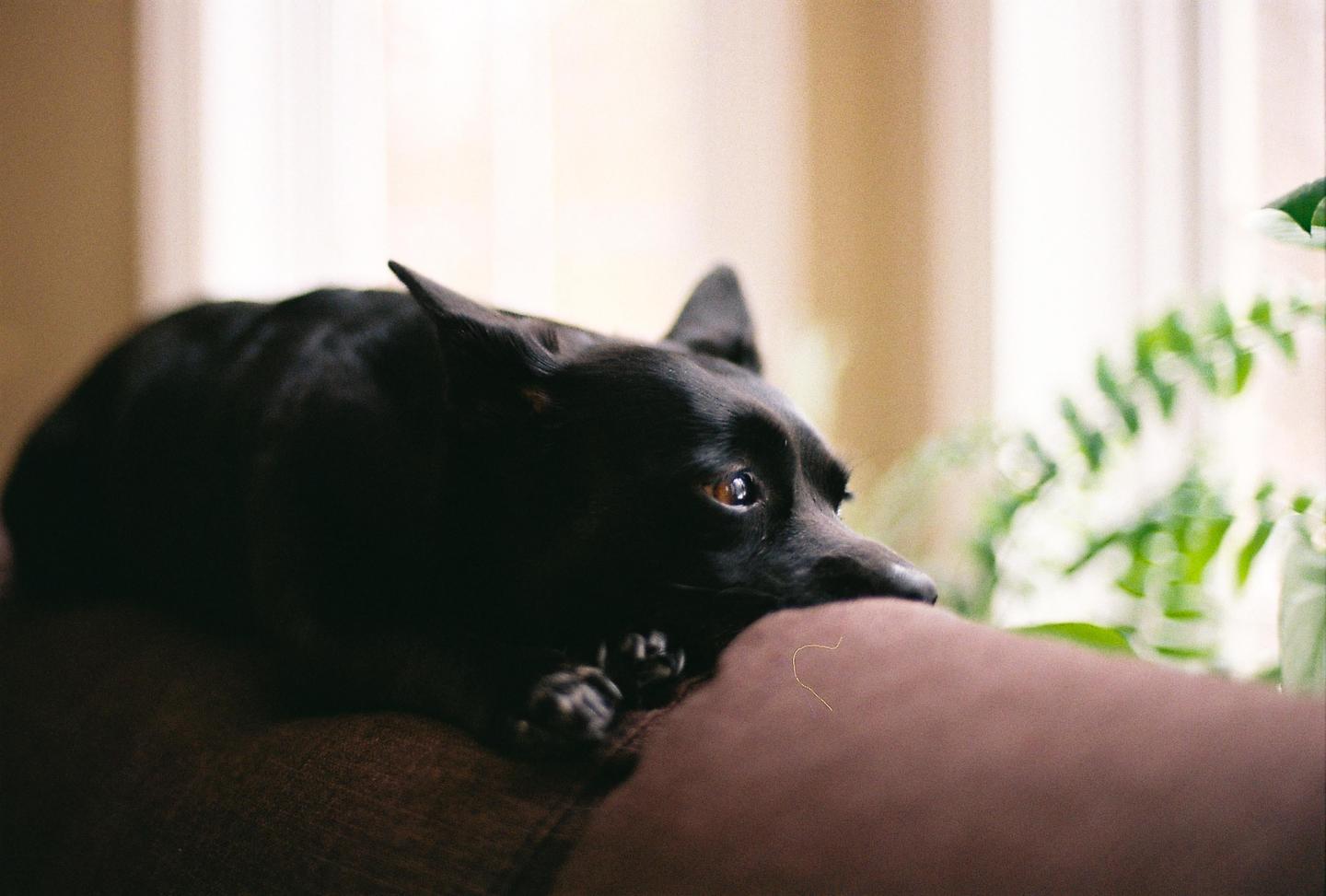 A black dog is resting on a brown couch with a plant in the background.