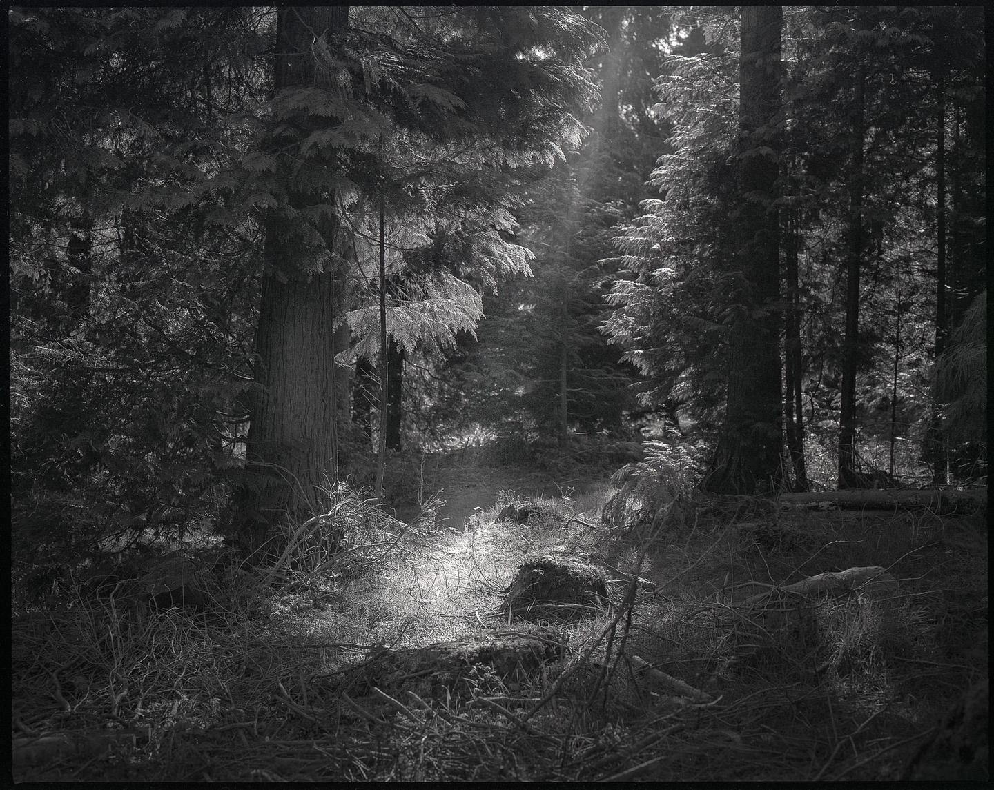 Sunlight streams through tall trees onto the forest floor.