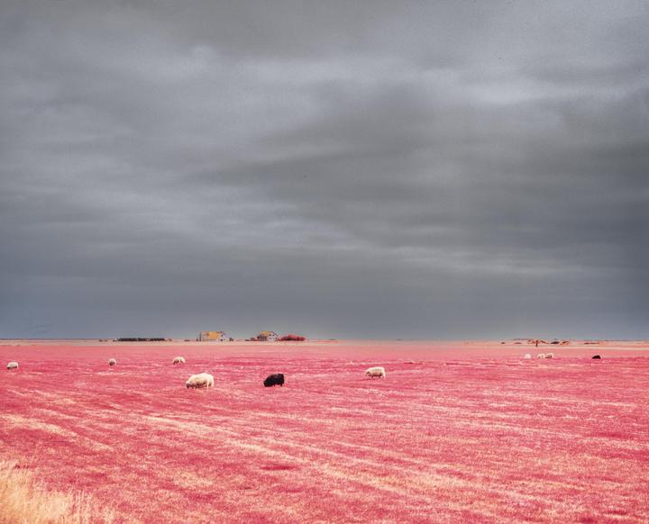A flock of sheep graze in a bright pink field under a dark, cloudy sky.