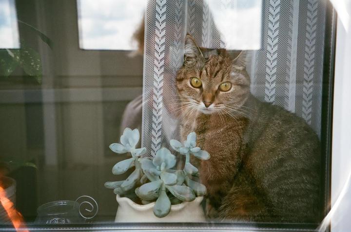 A tabby cat sits behind a window next to a potted succulent plant.