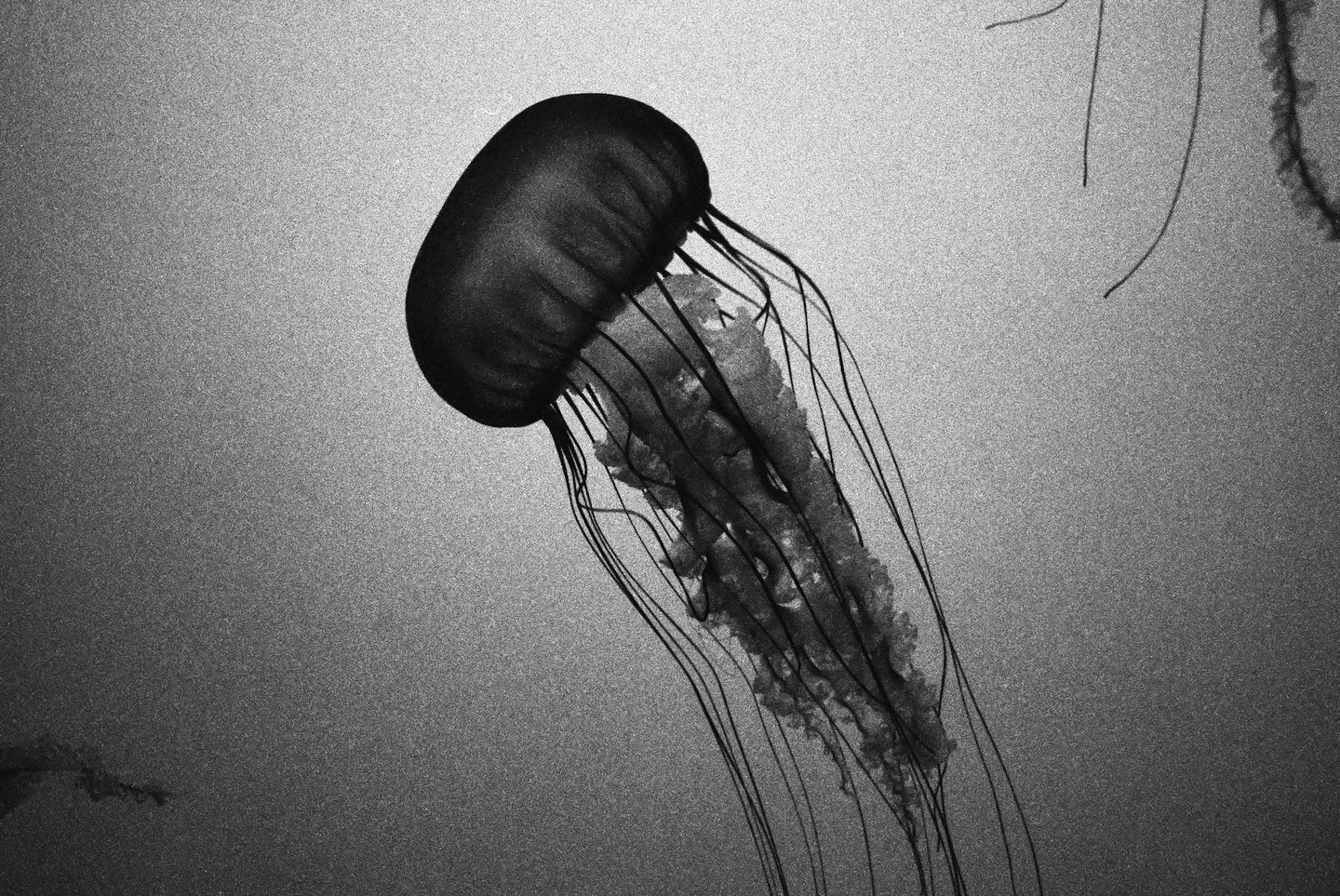 A jellyfish with long tentacles floats in water.
