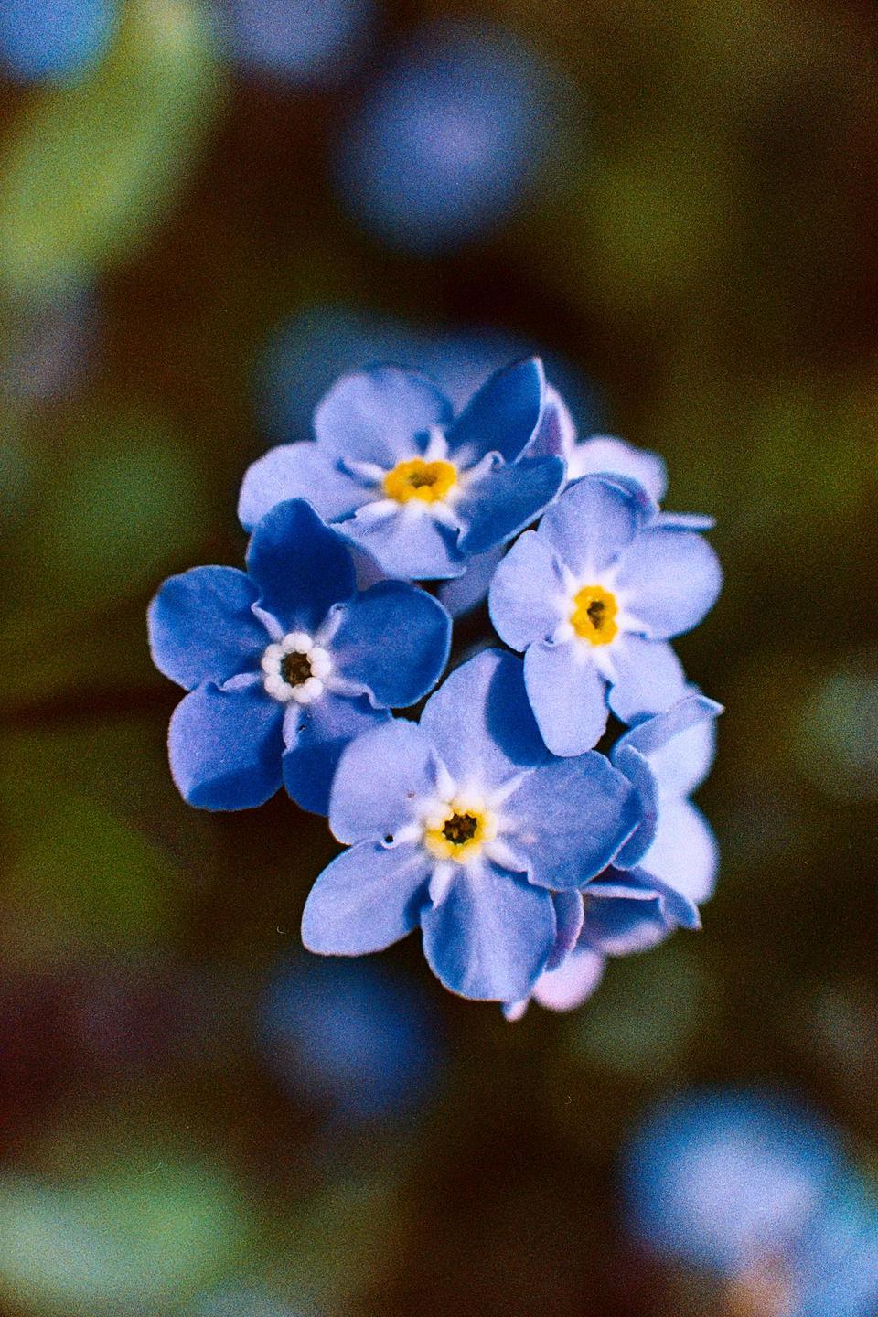 A cluster of small blue flowers with yellow and white centers is shown in a close-up shot.