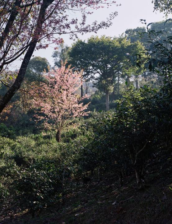 A pink blossom tree stands out among green trees and bushes on a hillside.