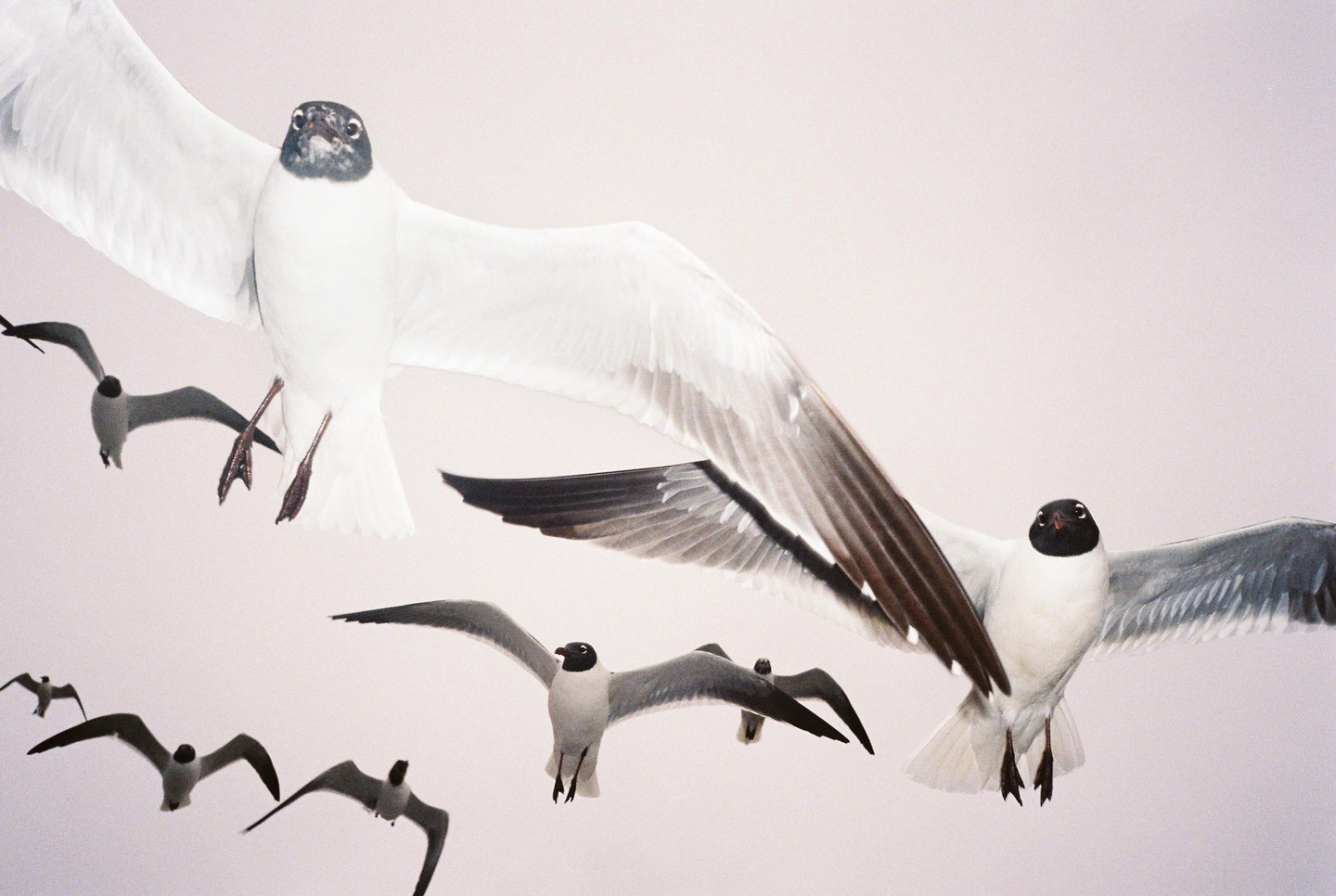 Several gulls with black heads and white bodies fly against a light background.