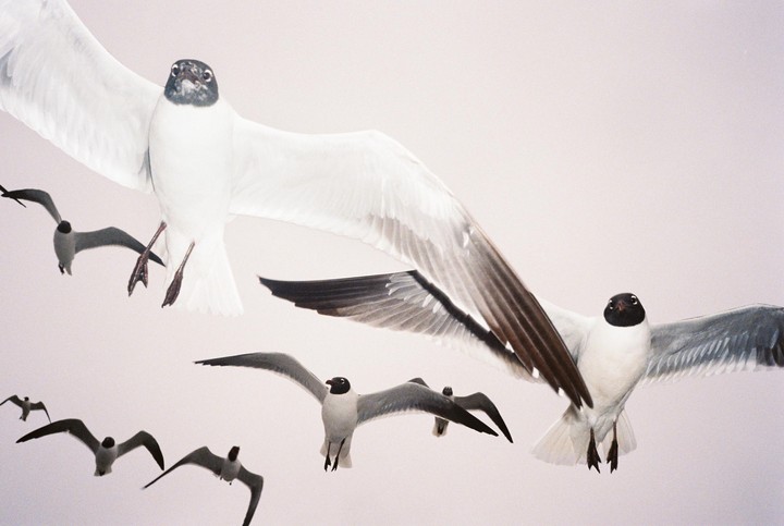 Several gulls with black heads and white bodies fly against a light background.