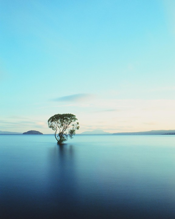 A lone tree stands in the middle of a calm lake with mountains in the distance under a clear sky.
