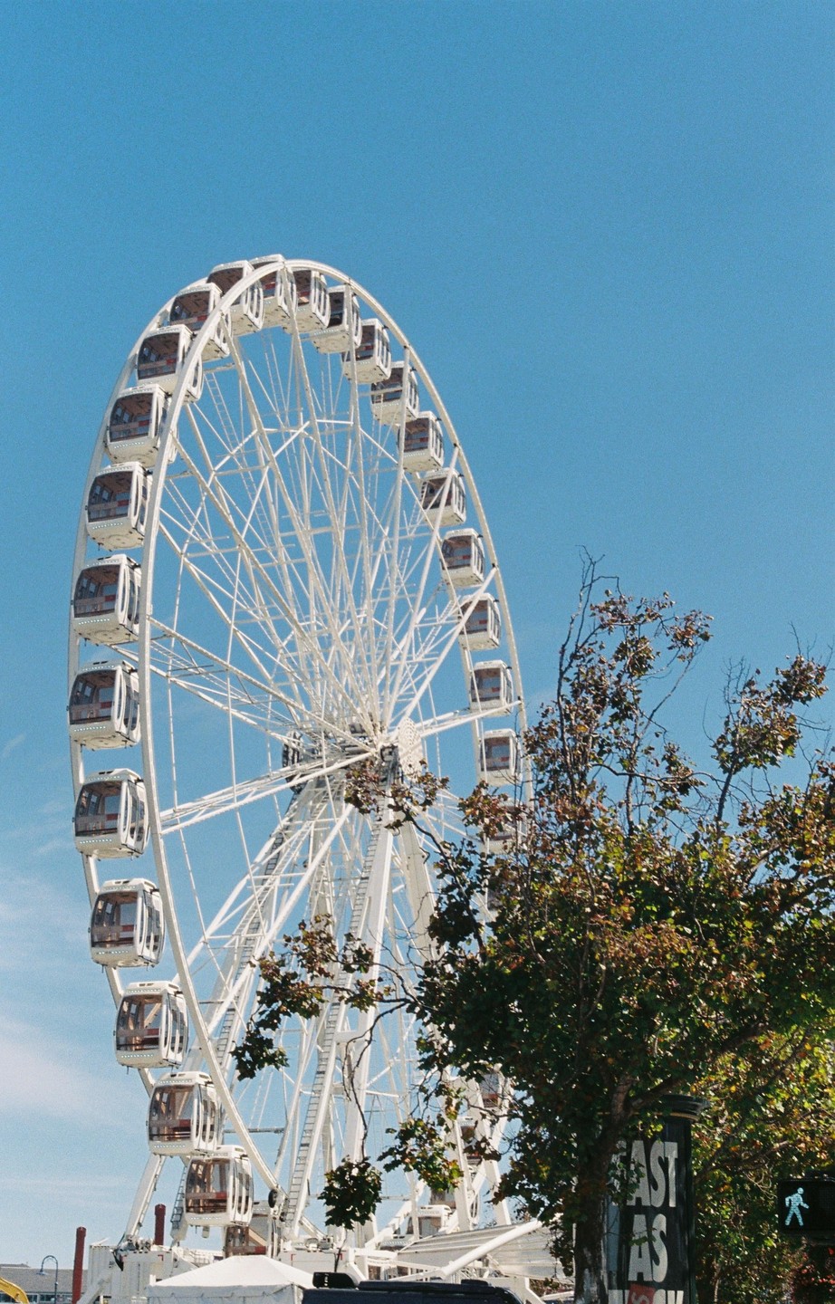 A large white ferris wheel stands against a clear blue sky, with green tree branches in the foreground.