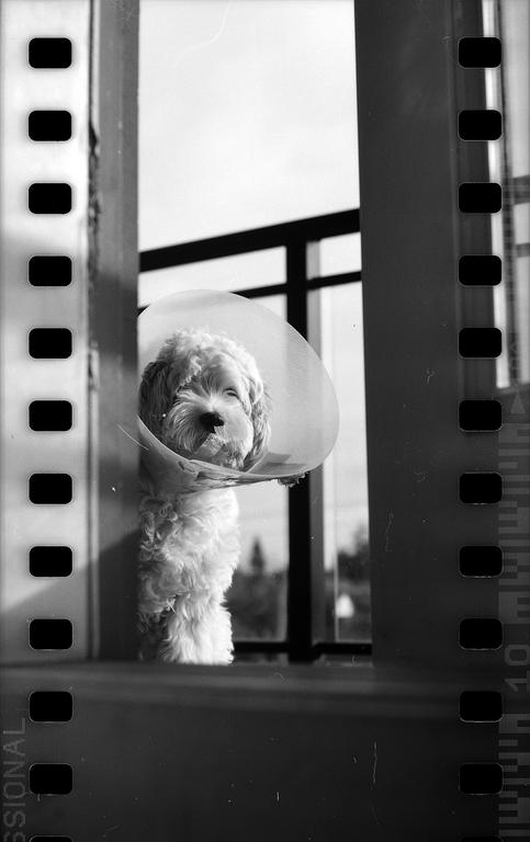 A fluffy dog wearing a cone stands in front of a window, framed by film borders.