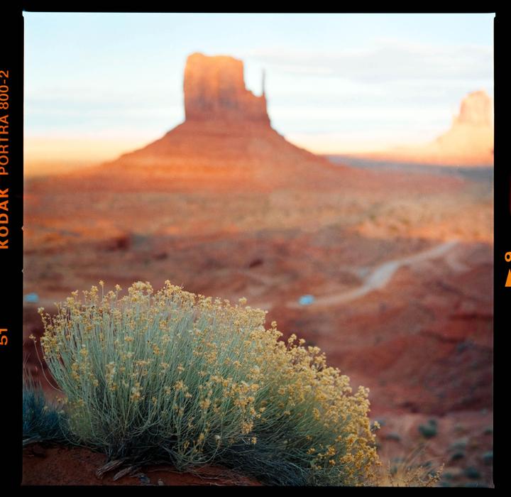 A bush with small yellow flowers is in the foreground of a desert landscape with a large rock formation in the distance.