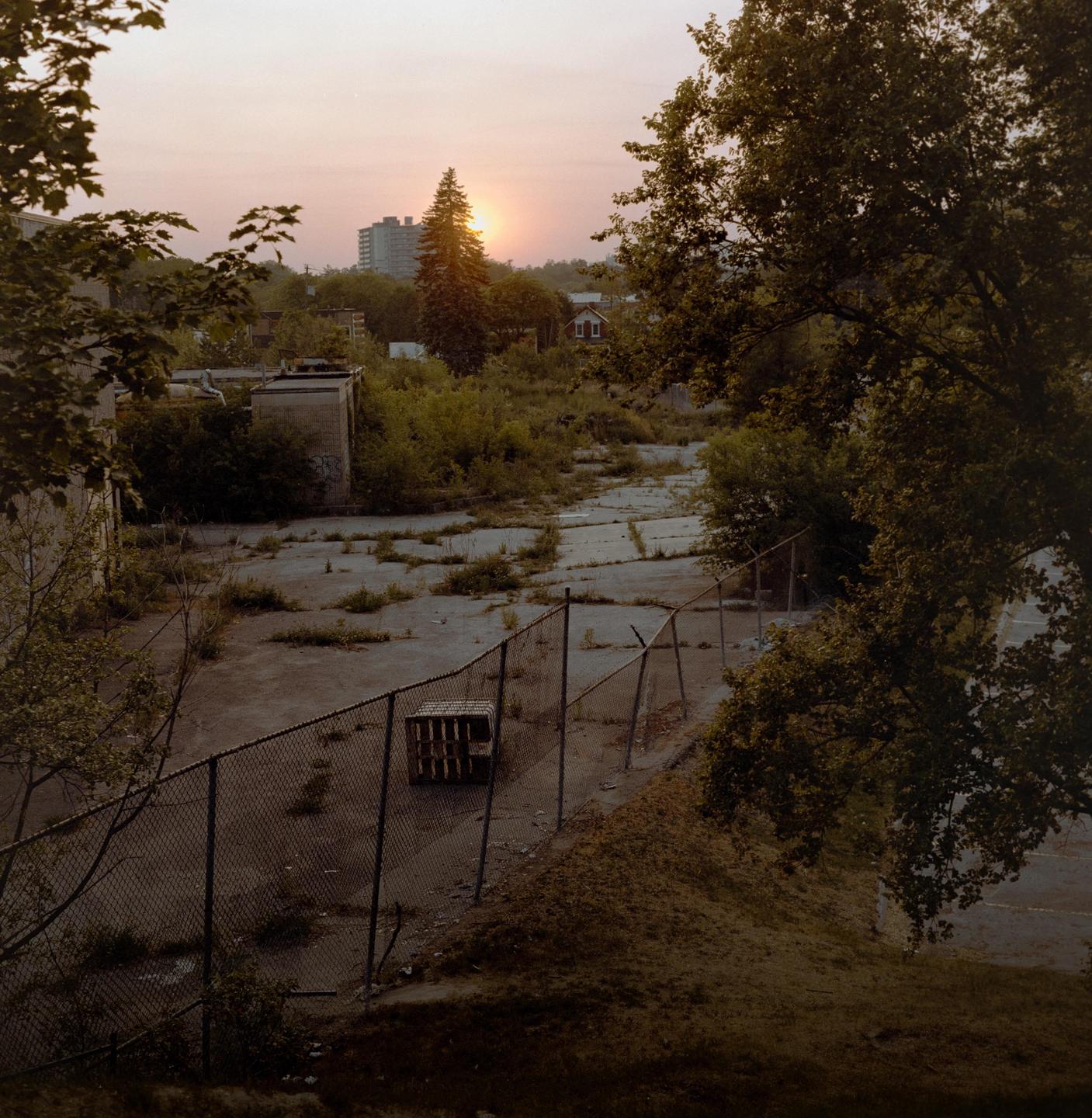 The sun sets behind a tall evergreen tree and a distant building, overlooking an overgrown, fenced-in lot.