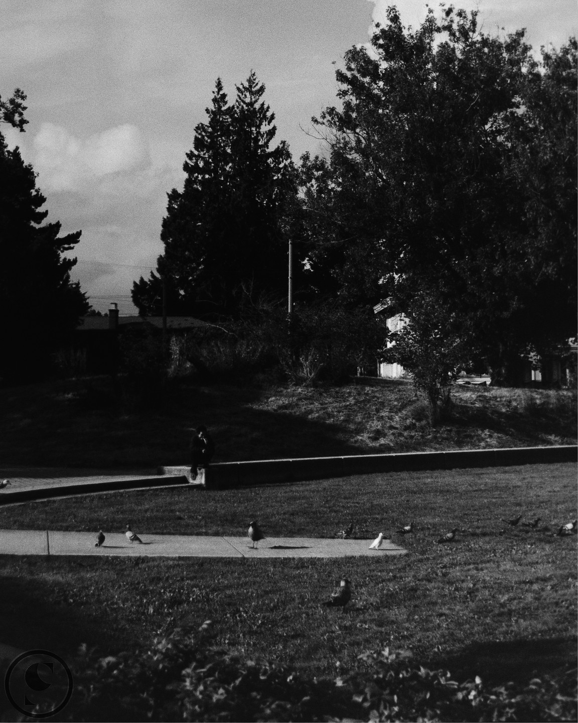 A person sits on a low wall next to a sidewalk with pigeons on it, surrounded by grass and trees.