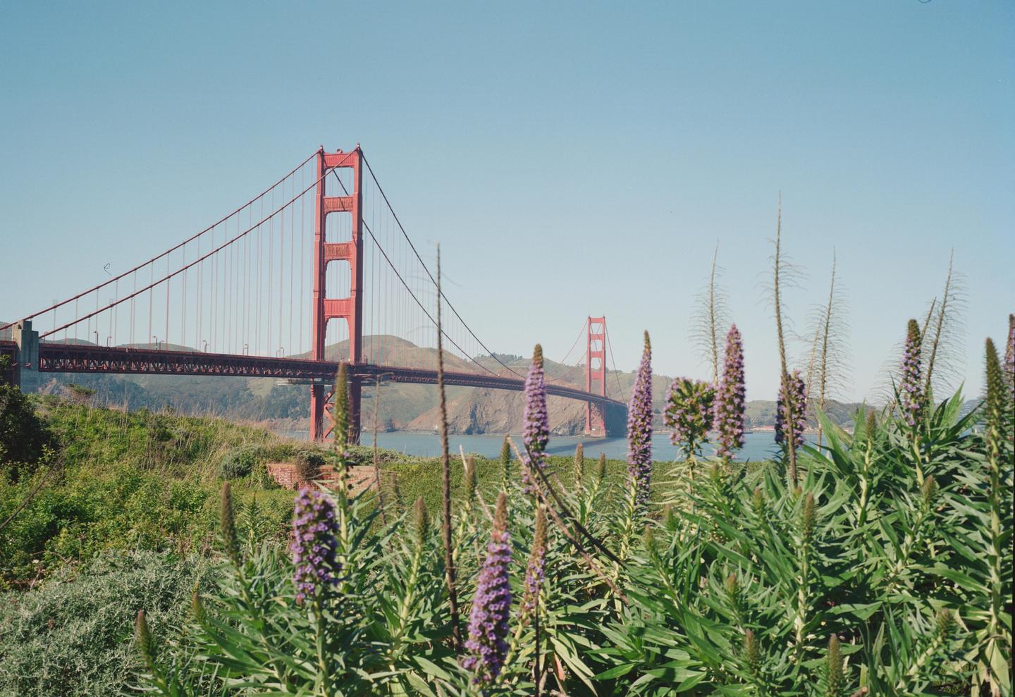 A red suspension bridge spans a body of water with hills in the background, viewed through a field of purple flowering plants.