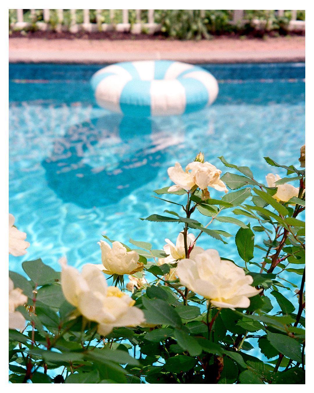 A blue and white inflatable ring floats in a swimming pool, with white roses in the foreground.
