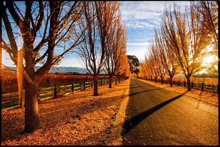 A long road is lined with trees with autumn foliage and long shadows, with a vineyard and mountains in the background.