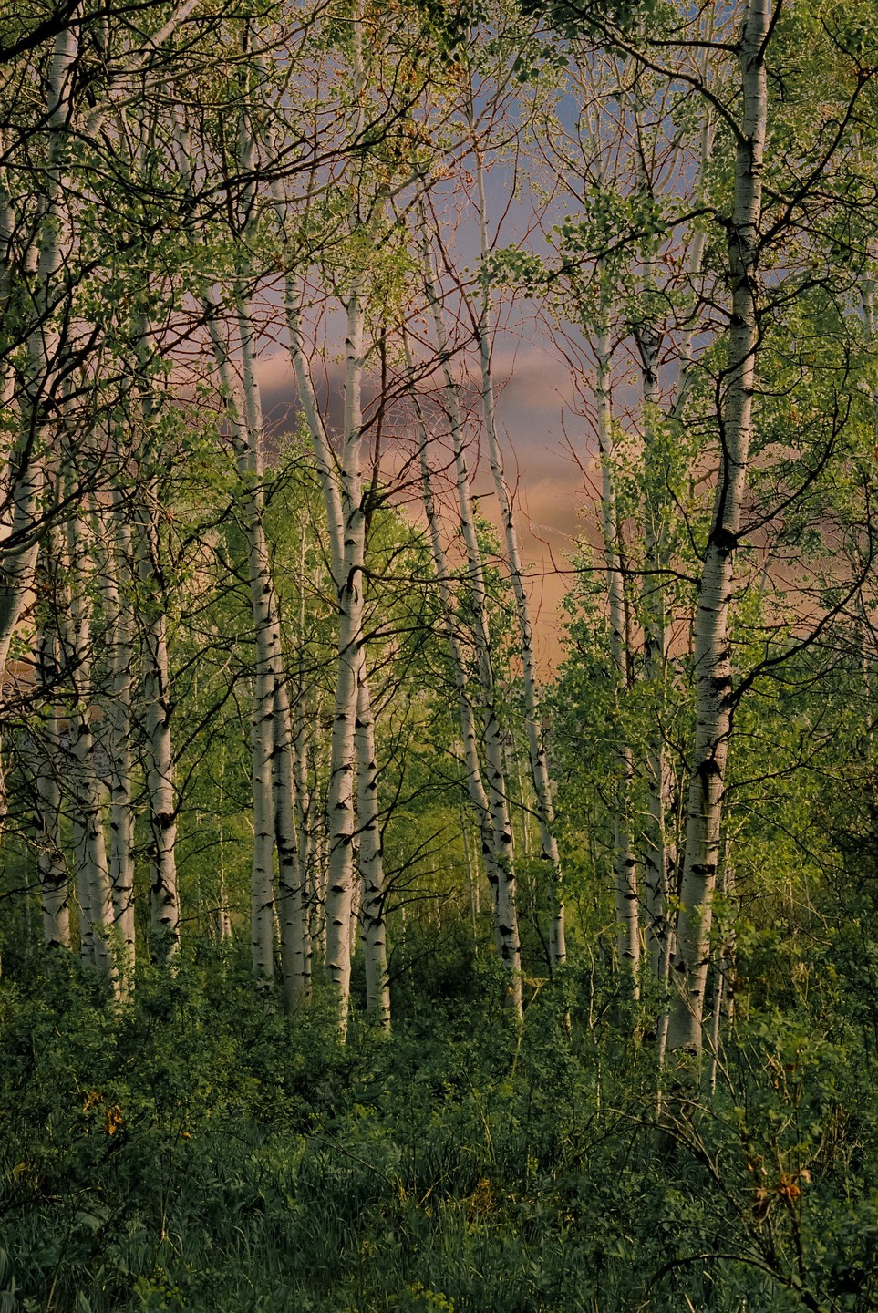 A dense grove of aspen trees with white trunks and green leaves stands tall against a soft, colorful sky.