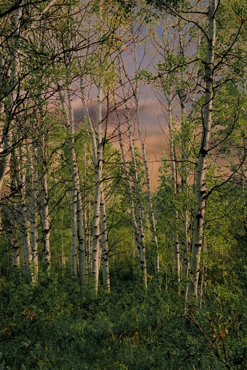 A dense grove of aspen trees with white trunks and green leaves stands tall against a soft, colorful sky.