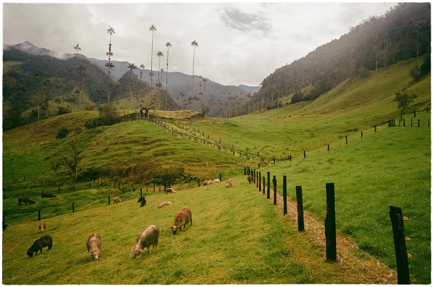 Sheep graze on a grassy hillside with tall palm trees and mountains in the background.