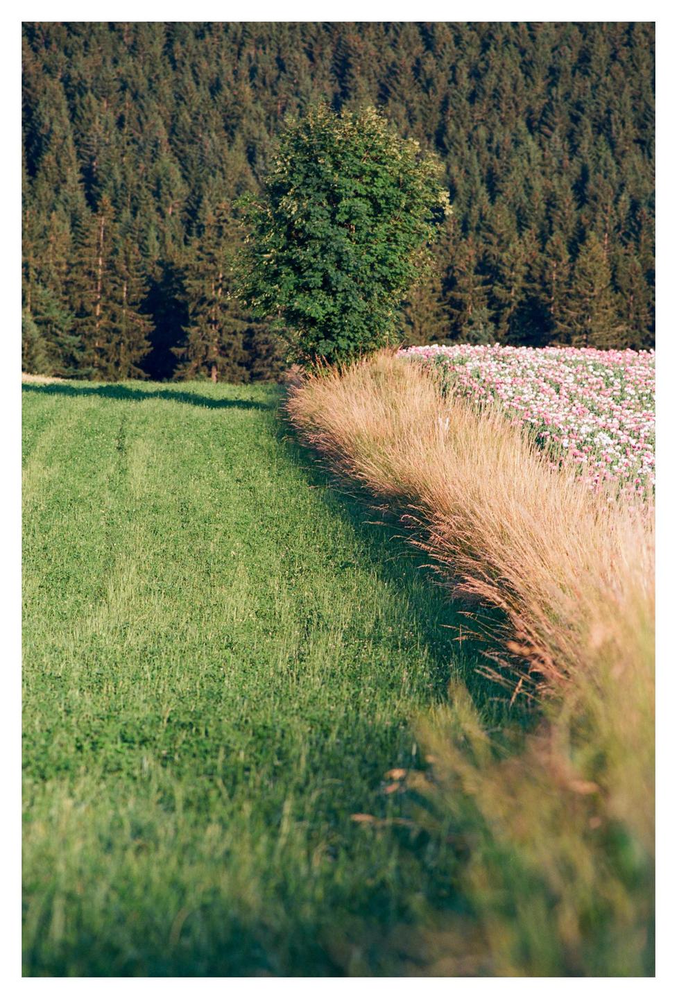 A field of green grass meets a field of pink and white flowers, separated by a line of tall golden grass, with a forest and a single tree in the background.