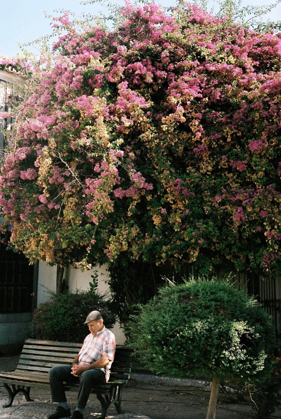 A man sits on a park bench under a large flowering bush in Lisbon.