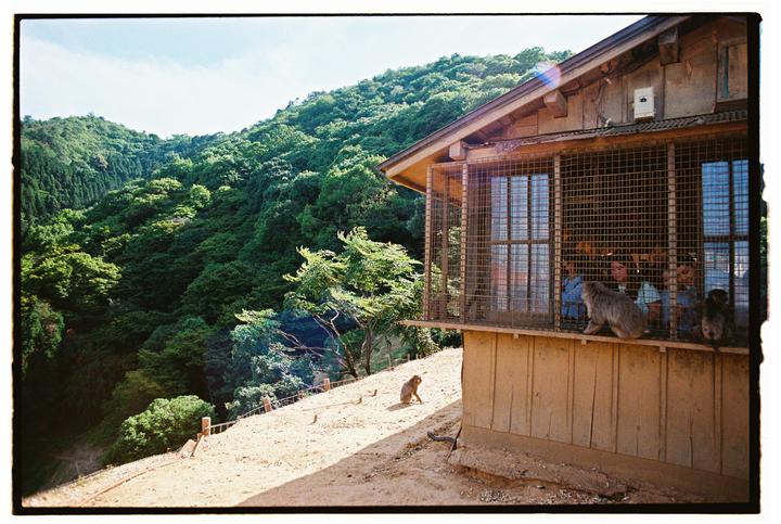Monkeys sit on a ledge outside a building with people looking out from behind a metal grate, with a lush green hillside in the background.