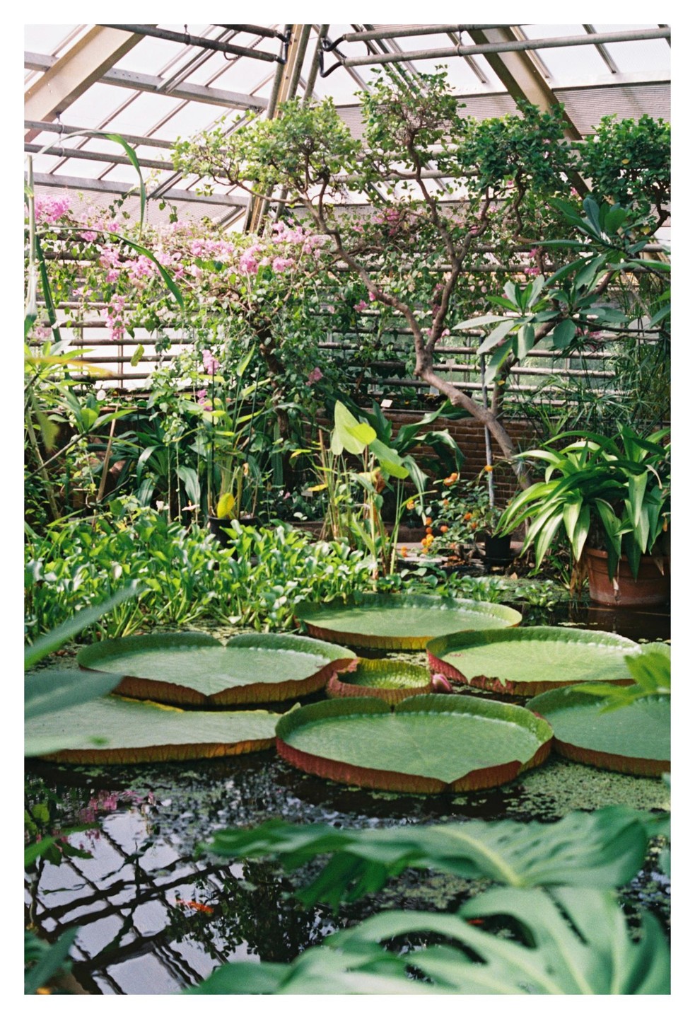 Large lily pads float on water in a greenhouse filled with various plants and pink flowers.
