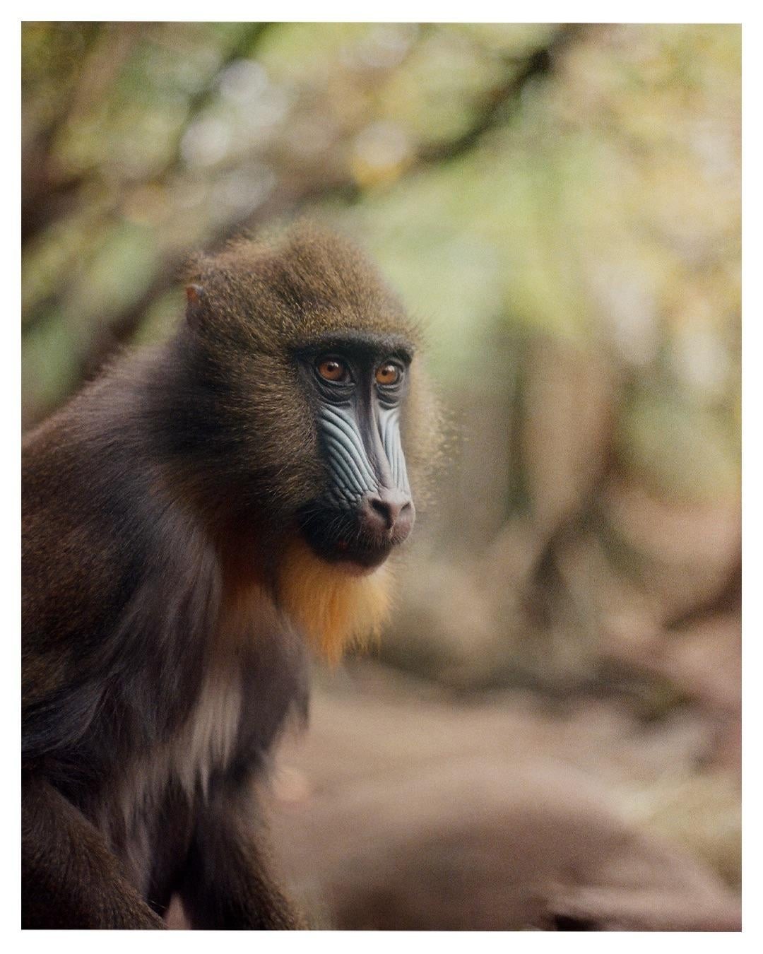 A mandrill with a colorful face and a yellow beard looks to the right.