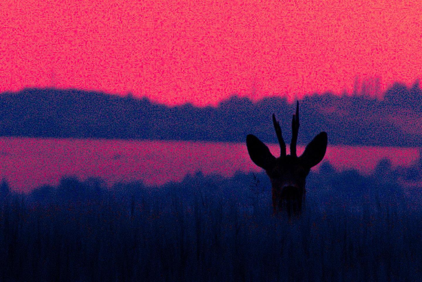 A deer with antlers is silhouetted against a vibrant pink and blue sky.