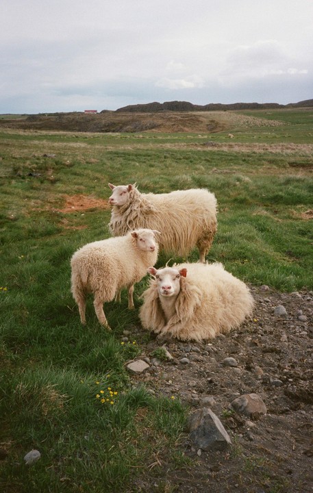 Three sheep stand and lie in a grassy field with a distant red-roofed building under a cloudy sky.